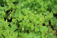 Oxalis fontana/dillenii/corniculata