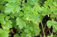Oxalis fontana/dillenii/corniculata