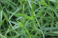 Achillea ptarmica