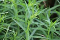 Achillea ptarmica