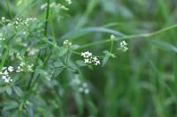 Galium palustre