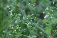 Galium palustre
