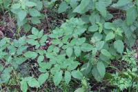 Angelica sylvestris