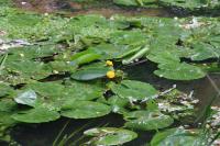 Nuphar lutea