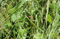 Persicaria maculosa