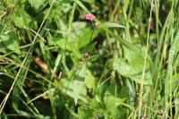 Persicaria maculosa