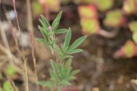 Trifolium arvense