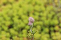 Trifolium arvense