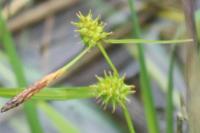 Carex demissa
