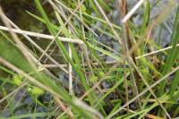 Carex demissa