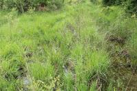Carex demissa