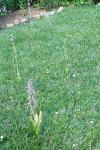 Himantoglossum hircinum