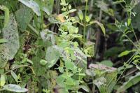 Hypericum tetrapterum