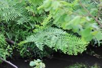 Osmunda regalis