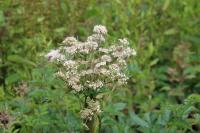Angelica sylvestris