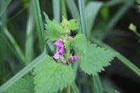 Lamium maculatum