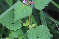 Lamium maculatum