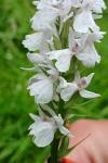Dactylorhiza maculata
