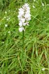 Dactylorhiza maculata