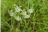 Oenanthe peucedanifolia