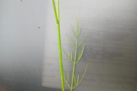 Oenanthe peucedanifolia