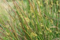 Juncus effusus
