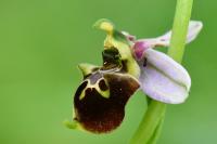 Ophrys holosericea