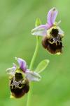 Ophrys holosericea