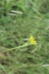 Tragopogon pratensis