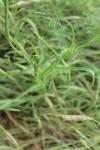 Tragopogon pratensis