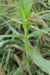 Stachys palustris