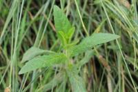 Stachys palustris