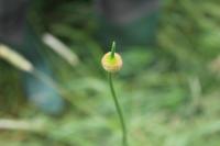 Allium vineale