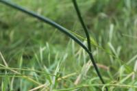 Allium vineale