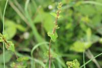 Hypericum pulchrum