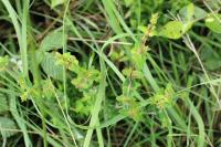 Hypericum pulchrum