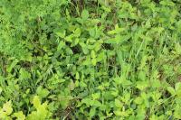 Teucrium scorodonia