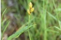 Carex leporina