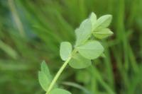Lotus pedunculatus