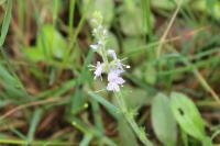 Veronica officinalis