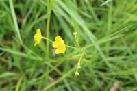 Ranunculus flammula