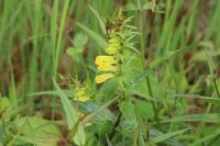 Melampyrum pratense