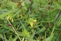 Melampyrum pratense