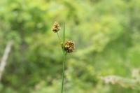 Luzula multiflora