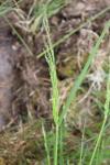 Deschampsia cespitosa
