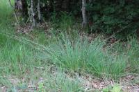 Molinia caerulea