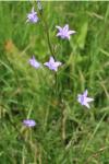 Campanula rapunculus