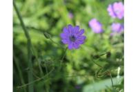 Geranium molle