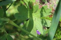 Geranium molle