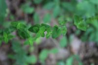 Hypericum pulchrum